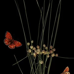 Round headed club rush (Scirpus holoschoenus) with Heath fritillary butterfly (Melitaea athalia)