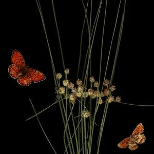 Round headed club rush print with Heath fritillary and Niobe butterflies Round headed club rush print with Heath fritillary and Niobe butterflies