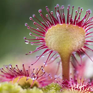 Round-leaved sundew (Drosera rotundifolia) showing sticky droplets on the end of