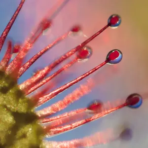 Round-leaved sundew (Drosera rotundifolia) backlit at sunset. Isle of Mull, Scotland Round-leaved sundew (Drosera rotundifolia) backlit at sunset. Isle of Mull, Scotland