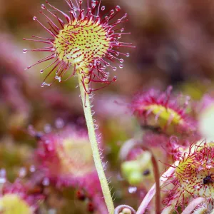 Round-leaved sundew (Drosera rotundifolia), close up