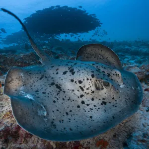 Round ribbontail ray (Taeniura meyeni) South Ari Atoll, Maldives. Indian Ocean