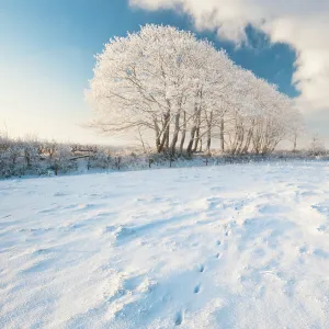 Row of trees, after hoar frost, early morning light, nr Bradworthy, Devon, Uk. December 2010