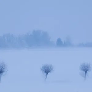 Row of three trees in snow print, a photograph on paper Row of three trees in snow print, a photograph on paper