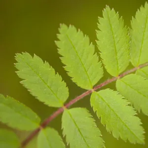 Rowan (Sorbus aucuparia) fresh leaves in spring, Beinn Eighe NNR, Highlands, NW Scotland