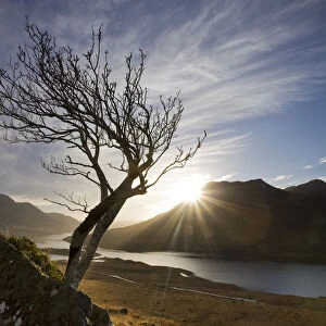Rowan tree silhouetted above Loch Lurgainn with Cul Mor (left) and Ben More Coigach beyond