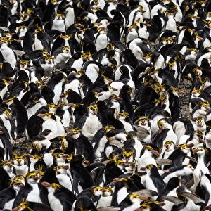 Royal penguin (Eudyptes schlegeli) colony, Macquarie Island, Australian Territory