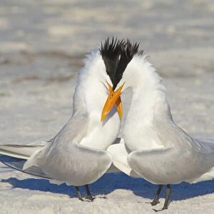 Royal terns (Sterna maxima) pair crossing bills during courtship behaviour, Fort DeSoto Park