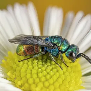 Ruby-tailed Cuckoo Wasp on Mexican Daisy Print Ruby-tailed Cuckoo Wasp on Mexican Daisy Print