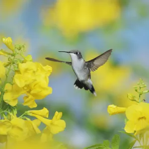 Ruby-throated hummingbird (Archilochus colubris), female in flight feeding on Yellow bells