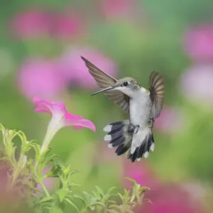 Ruby-throated hummingbird (Archilochus colubris), female in flight feeding on Petunia flowers Ruby-throated hummingbird (Archilochus colubris), female in flight feeding on Petunia flowers