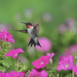 Ruby-throated hummingbird (Archilochus colubris), male in flight feeding on Petunia flowers Ruby-throated hummingbird (Archilochus colubris), male in flight feeding on Petunia flowers