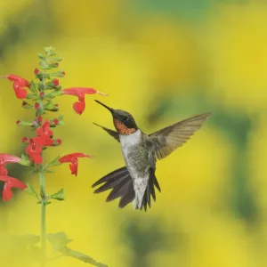 Ruby-throated hummingbird (Archilochus colubris), male in flight feeding on Tropical Sage Ruby-throated hummingbird (Archilochus colubris), male in flight feeding on Tropical Sage