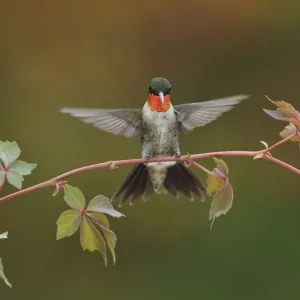 Colibrí de garganta roja (Archilochus colubris) macho aterrizando sobre el parthenocissus quinquefolia (Parthenocissus quinquefolia). Hill Country, Texas, EE. UU. Colibrí de garganta roja (Archilochus colubris) macho aterrizando sobre el parthenocissus quinquefolia (Parthenocissus quinquefolia). Hill Country, Texas, EE. UU.
