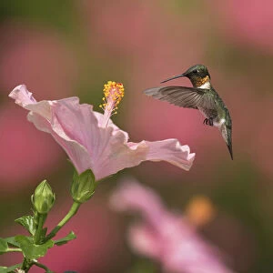 Ruby-throated hummingbird (Archilochus colubris) male flying towards Hibiscus (Hibiscus sp) flower before nectaring. Hill Country, Texas, USA