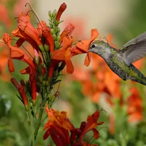Ruby-throated hummingbird (Archilochus colubris) female in flight feeding, California Ruby-throated hummingbird (Archilochus colubris) female in flight feeding, California