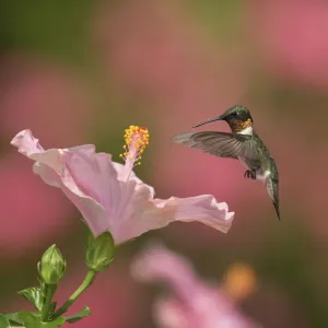 Ruby-throated hummingbird (Archilochus colubris) male flying towards Hibiscus (Hibiscus sp) flower before nectaring. Hill Country, Texas, USA Ruby-throated hummingbird (Archilochus colubris) male flying towards Hibiscus (Hibiscus sp) flower before nectaring. Hill Country, Texas, USA