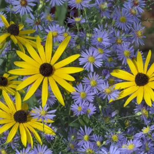 Goldsturm von Rudbeckia fulgida var. sullivantii im Garten mit Michaelsdiensten Goldsturm von Rudbeckia fulgida var. sullivantii im Garten mit Michaelsdiensten