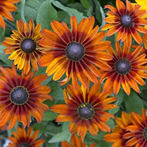 Rudbeckia hirta Toto flowers, cultivated plant in garden