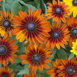 Rudbeckia hirta Toto Print (Orange) Rudbeckia hirta Toto Print (Orange)