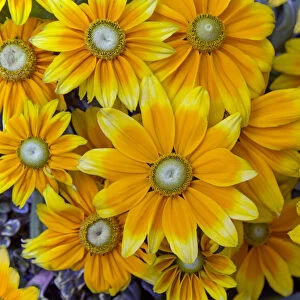 Rudbeckia Praire Sun flowers, cultivated plant in garden