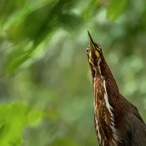 Rufescent tiger heron (Tigrisoma lineatum) portrait, Yasuni National Park, Orellana, Ecuador Rufescent tiger heron (Tigrisoma lineatum) portrait, Yasuni National Park, Orellana, Ecuador