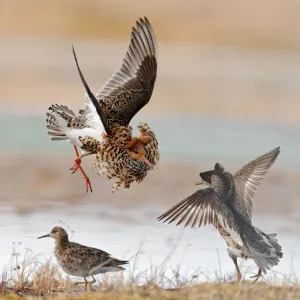 Ruffs displaying and fighting (Philomachus pugnax) Agapa River, Taimyr Peninsula