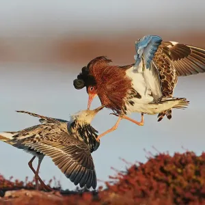 Two Ruffs (Philomachus pugnax) male, competing at a lek, Vardo, Norway. May Two Ruffs (Philomachus pugnax) male, competing at a lek, Vardo, Norway. May