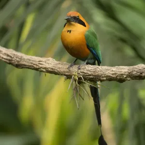 Rufous motmot perched print on branch Rufous motmot perched print on branch