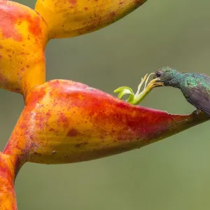 Colibri à queue rousse (Amazilia tzacatl) se nourrissant de fleur d'Heliconia.
