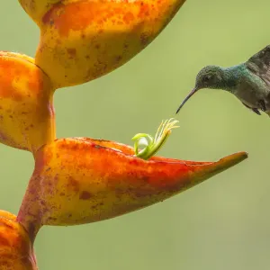 Rufous-tailed Hummingbird Print, Costa Rica