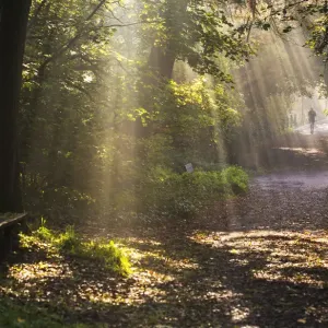Print of a runner on a sunlit path near Hampstead Heath