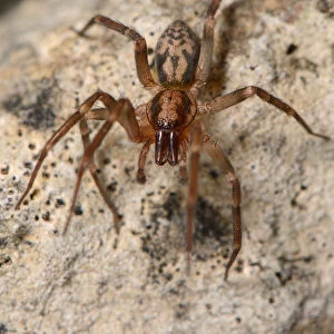 Running foliage spider / Spiny-legged sac spider (Liocranum rupicola), a nationally