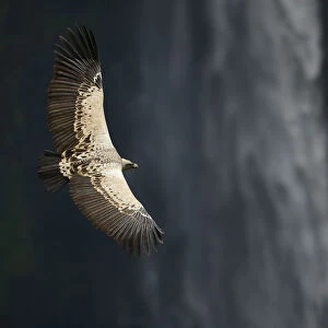 Ruppells griffon vulture (Gyps rueppellii) flying over Jinbar waterfall