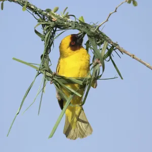 Ruppells weaver male building nest print, Oman May Ruppells weaver male building nest print, Oman May