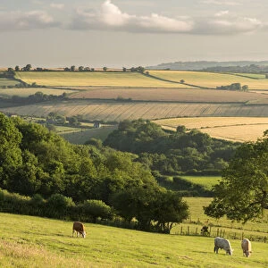 Rural view of rolling countryside with grazing cattle, near Frome, Somerset, UK. July 2014