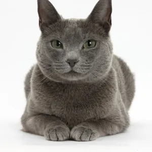 Russian Blue female cat with green eyes