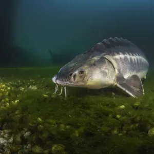 Russian sturgeon (Acipenser gueldenstaedtii) on algae covered lake bed, private lake, Moscow region, Russia Russian sturgeon (Acipenser gueldenstaedtii) on algae covered lake bed, private lake, Moscow region, Russia