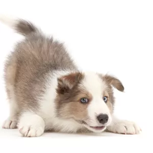 Sable-and-white Border Collie puppy, age 8 weeks, in play-bow