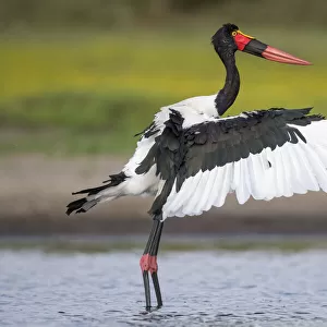 Saddle-billed stork (Ephippiorhynchus senegalensis) flapping wings after preening