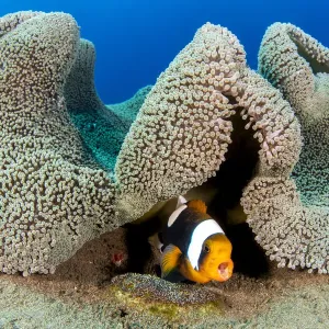 Saddleback anemonefish (Amphiprion polymnus) barks a warning as it guards a clutch of Saddleback anemonefish (Amphiprion polymnus) barks a warning as it guards a clutch of