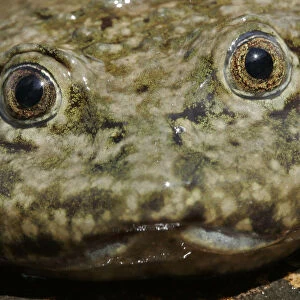 Saggy skinned frog (Telmatobius culeus) adult in Lake Titicaca, Andes on the border of Peru