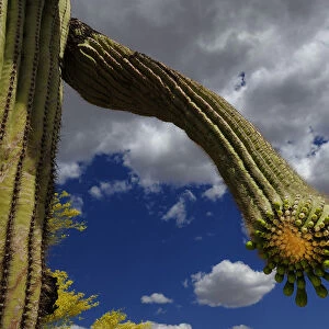 Saguaro cactus (Carnegiea gigantea) buds, Organ Pipe Cactus National Monument, Sonora Desert