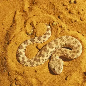 Sahara sand viper (Cerastes vipera) burrowing into sand to hide, captive Sahara sand viper (Cerastes vipera) burrowing into sand to hide, captive