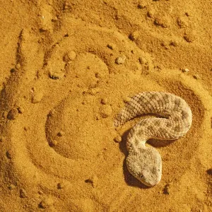 Sahara sand viper (Cerastes vipera) burrowing into sand to hide, captive Sahara sand viper (Cerastes vipera) burrowing into sand to hide, captive