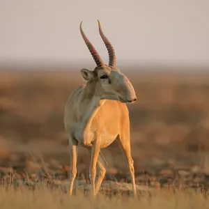 Saiga antelope Print: Male in Morning Sunlight, Betpak Dala Saiga antelope Print: Male in Morning Sunlight, Betpak Dala