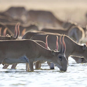 Saiga antelope (Saiga tatarica) males drinking Astrakhan Steppe, Southern Russia