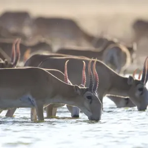 Saiga Antelope Print - Astrakhan Steppe Males Drinking Saiga Antelope Print - Astrakhan Steppe Males Drinking