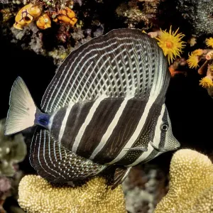 Sailfin Tang Print on Coral Reef at Night Sailfin Tang Print on Coral Reef at Night