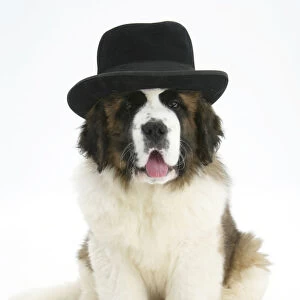 Saint Bernard puppy, wearing a black hat